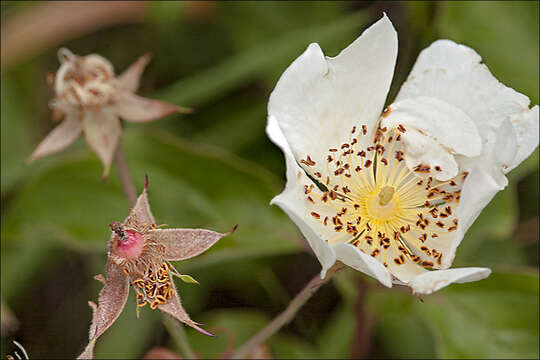 Image of evergreen rose