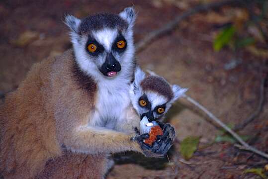 Image of Lemur Linnaeus 1758