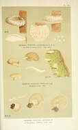 Image of Hohenbuehelia tremula (Schaeff.) Thorn & G. L. Barron 1986