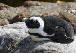 Image of African Penguin