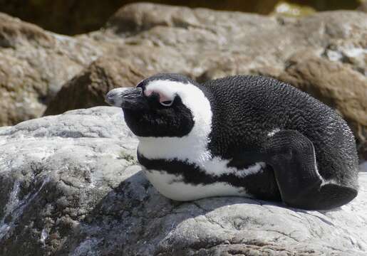 Image of African Penguin