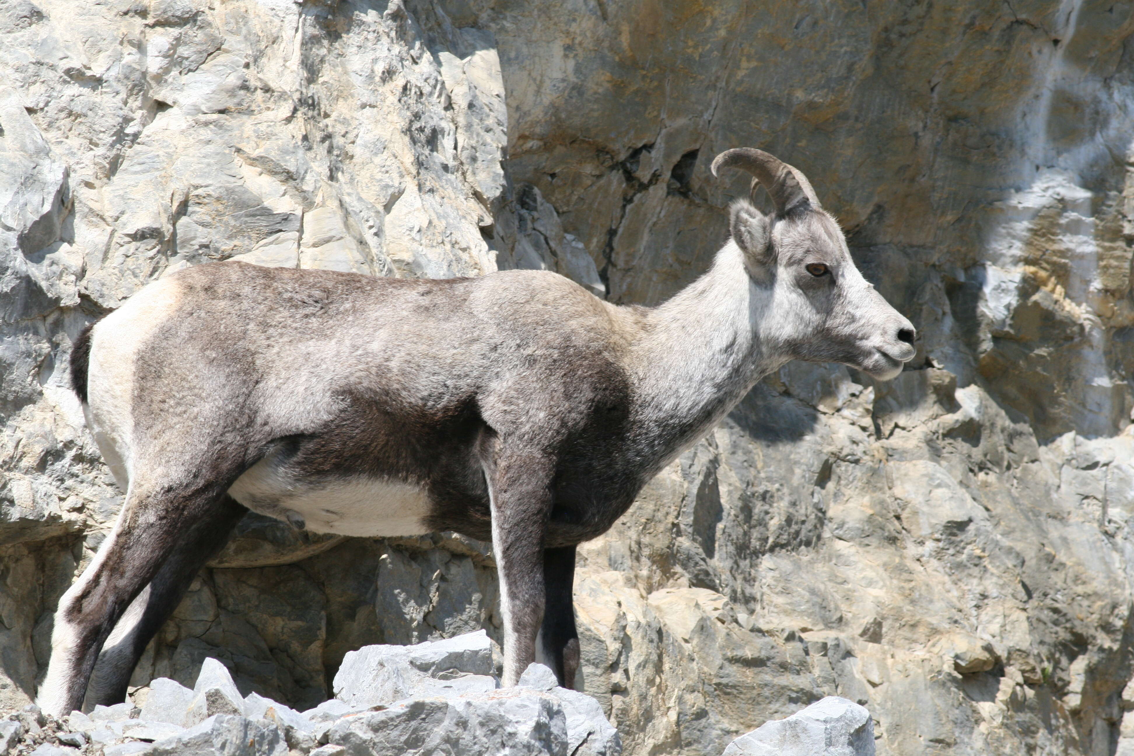 Image of Stone sheep