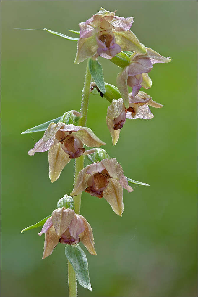 Image of Epipactis pontica Taubenheim