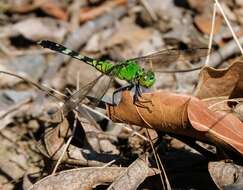 Image of Eastern Pondhawk