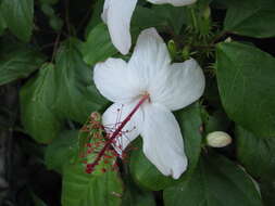 Image of white Kauai rosemallow