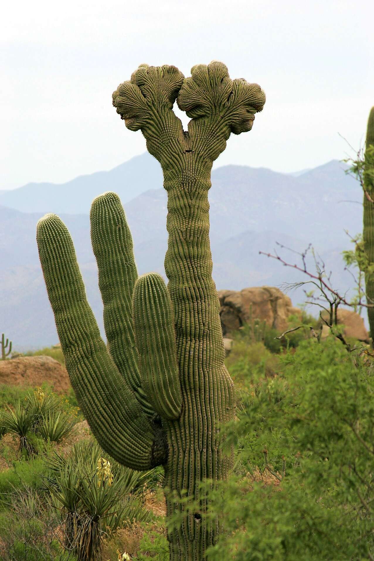 Image of saguaro