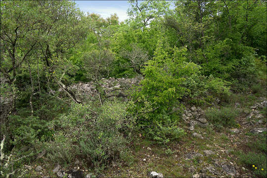 Image of orange lichen