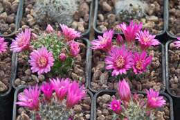 Image of Mammillaria zeilmanniana Boed.