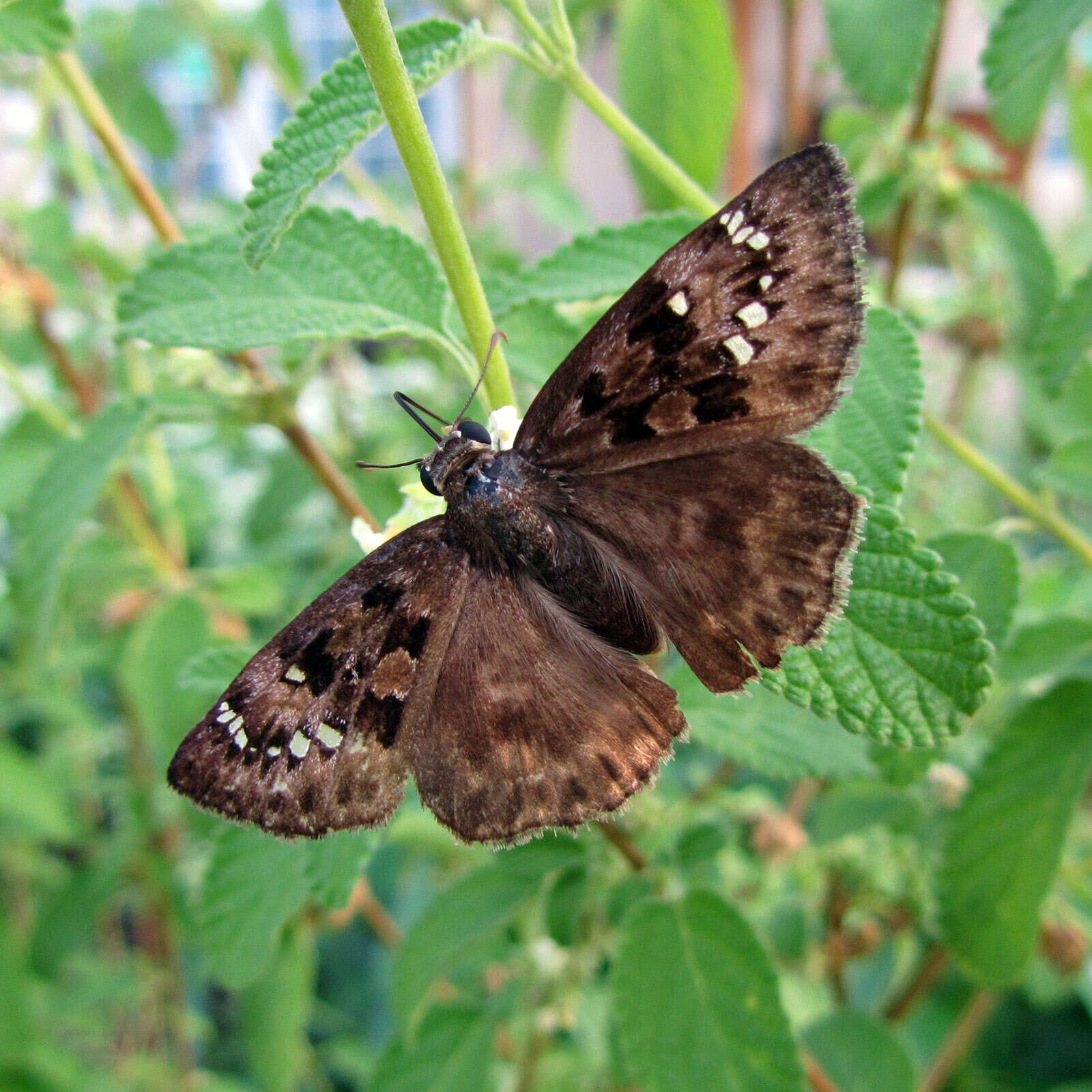 Image of Skipper