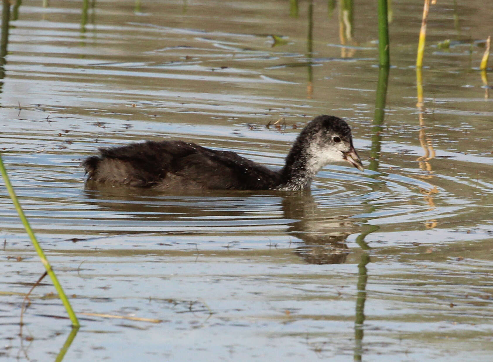 Image of Common Coot