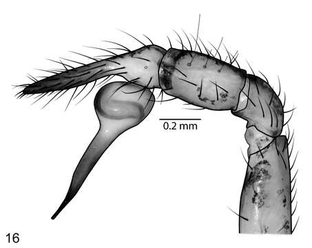 Plancia ëd Scytodes socialis Miller 2006