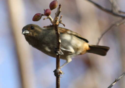 Image of Lesser Antillean Bullfinch