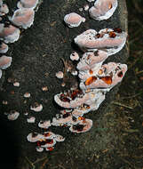 Image of Postia guttulata (Sacc.) Jülich 1982