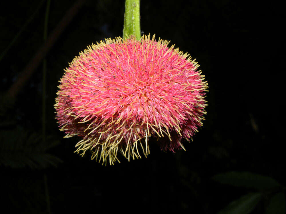 Plancia ëd Parkia pendula (Willd.) Walp.