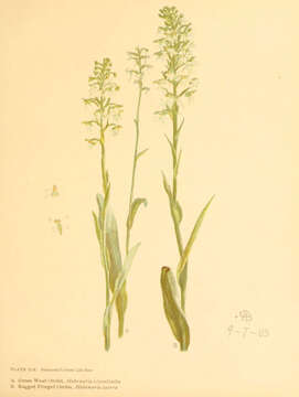 Image of Green Woodland Orchid