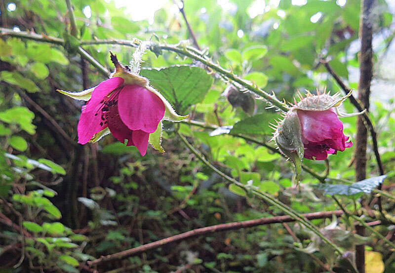 Image de Rubus roseus Poir.