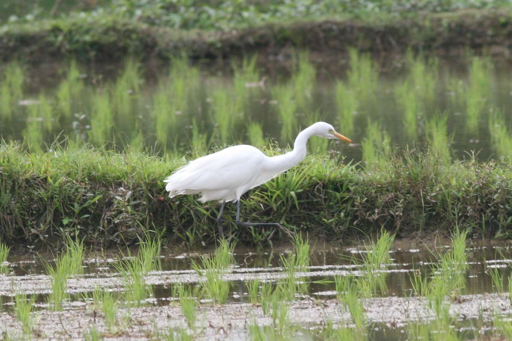 Image of Intermediate Egret