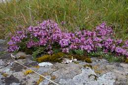 Image of purple mountain saxifrage