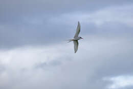 Image of Arctic Tern