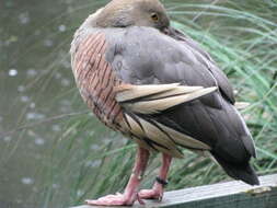 Image of Grass Whistling Duck