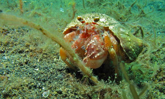 Image of Banded eyestalk hermit crab