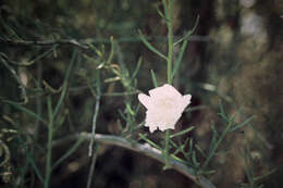 صورة Eremophila polyclada (F. Muell.) F. Muell.