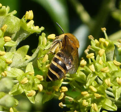 Image of Colletes hederae Schmidt & Westrich 1993