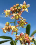 Image of cassava