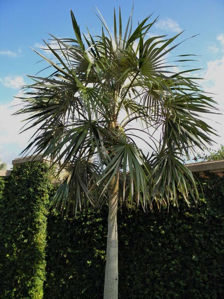 Image of Florida silver palm