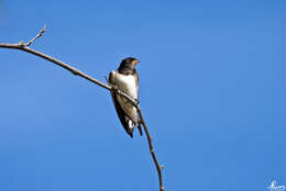 Image of Hirundo Linnaeus 1758