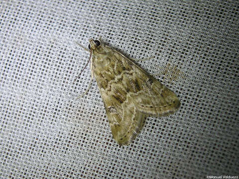 Image of Cabbage Webworm moth