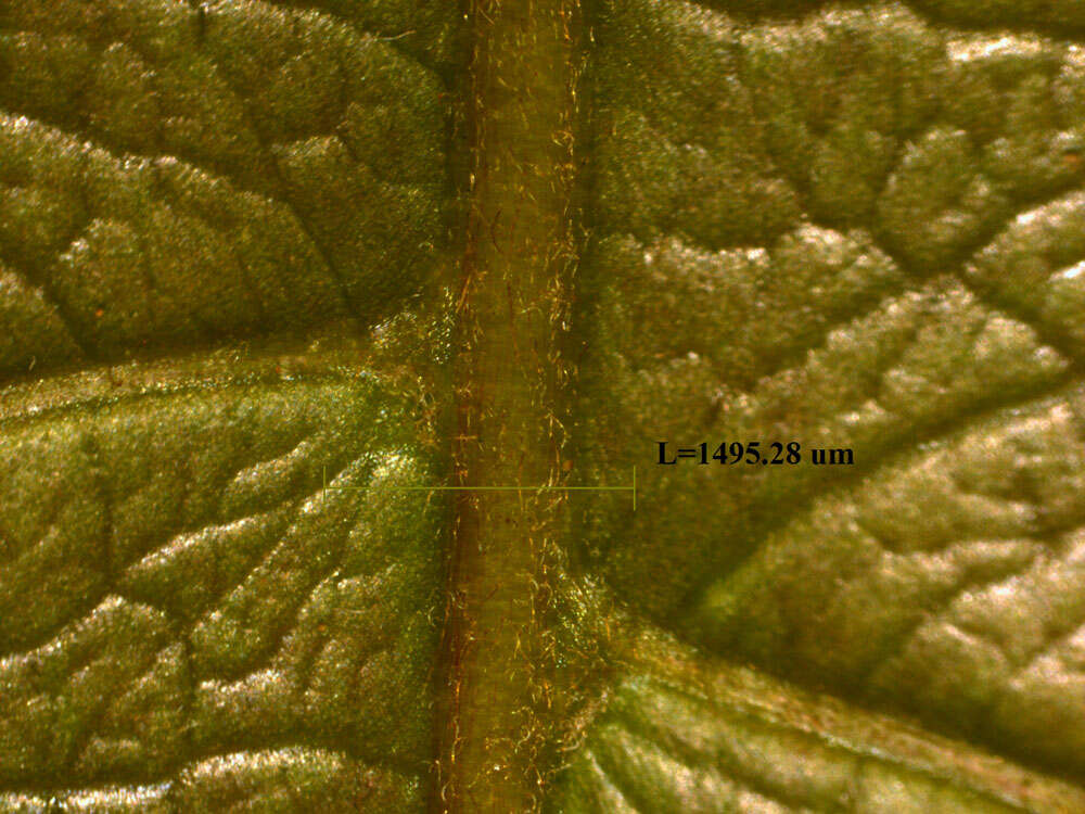 Image of Terminalia costaricensis (Stace) Gere & Boatwr.