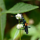 Image of Pepsis atripennis Fabricius 1804