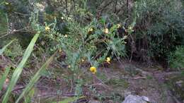 Plancia ëd Bossiaea rhombifolia DC.