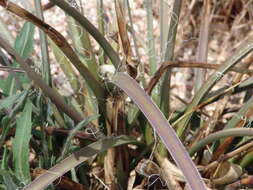 Image of false yucca