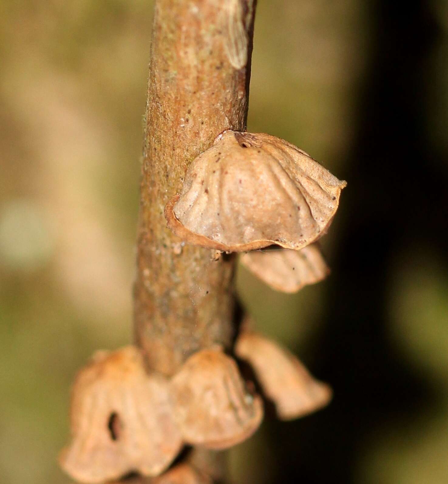 Image of Anthracophyllum archeri (Berk.) Pegler 1965