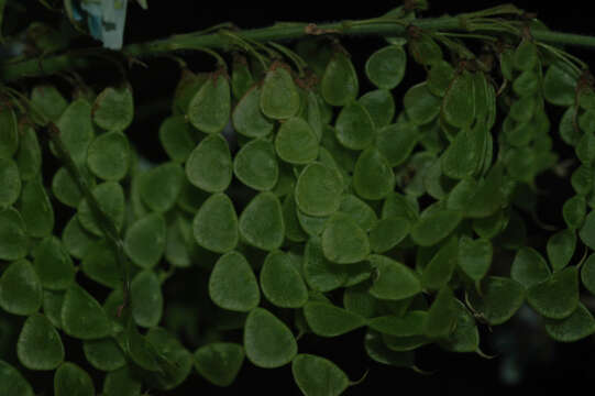 Imagem de Desmodium cajanifolium (Kunth) DC.