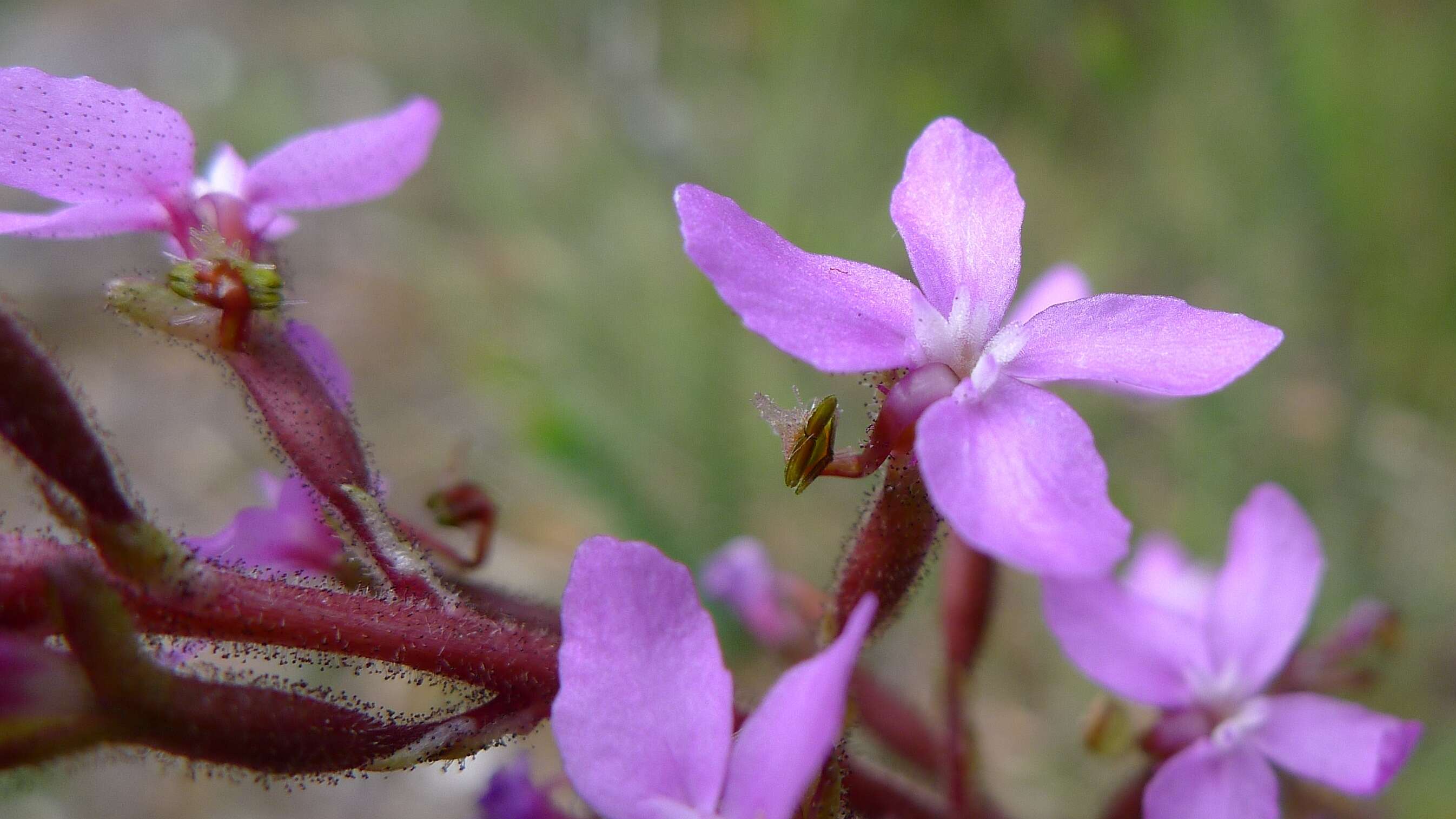 Image of Stylidium armeria (Labill.) Labill.