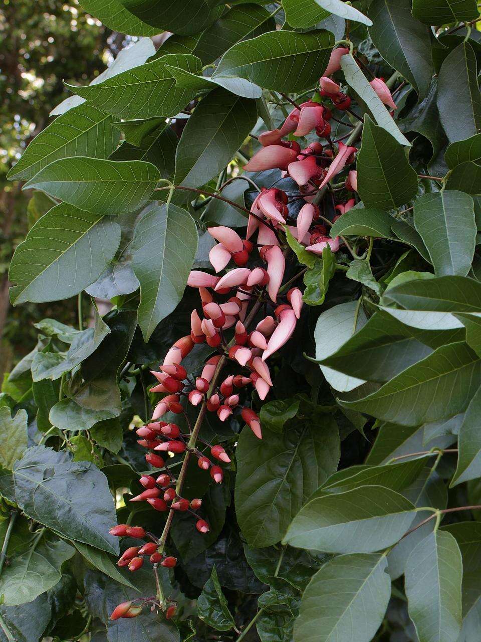 Image of Coral tree