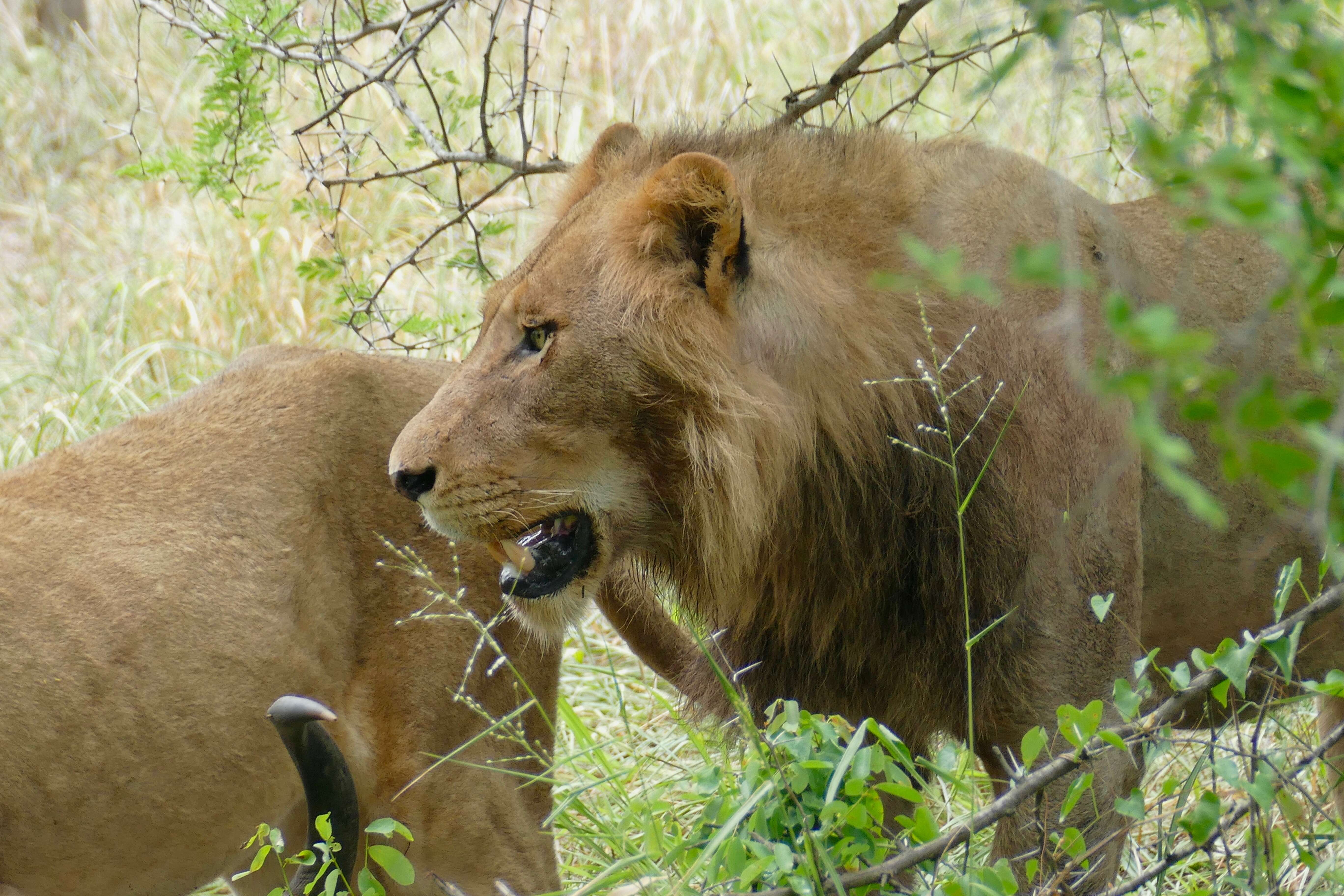 Image of big cats