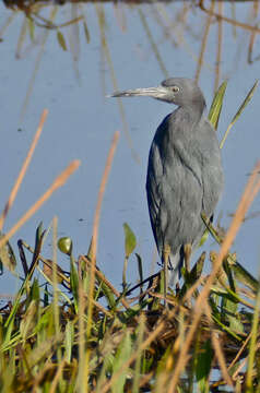 Image of Egretta Forster & T 1817