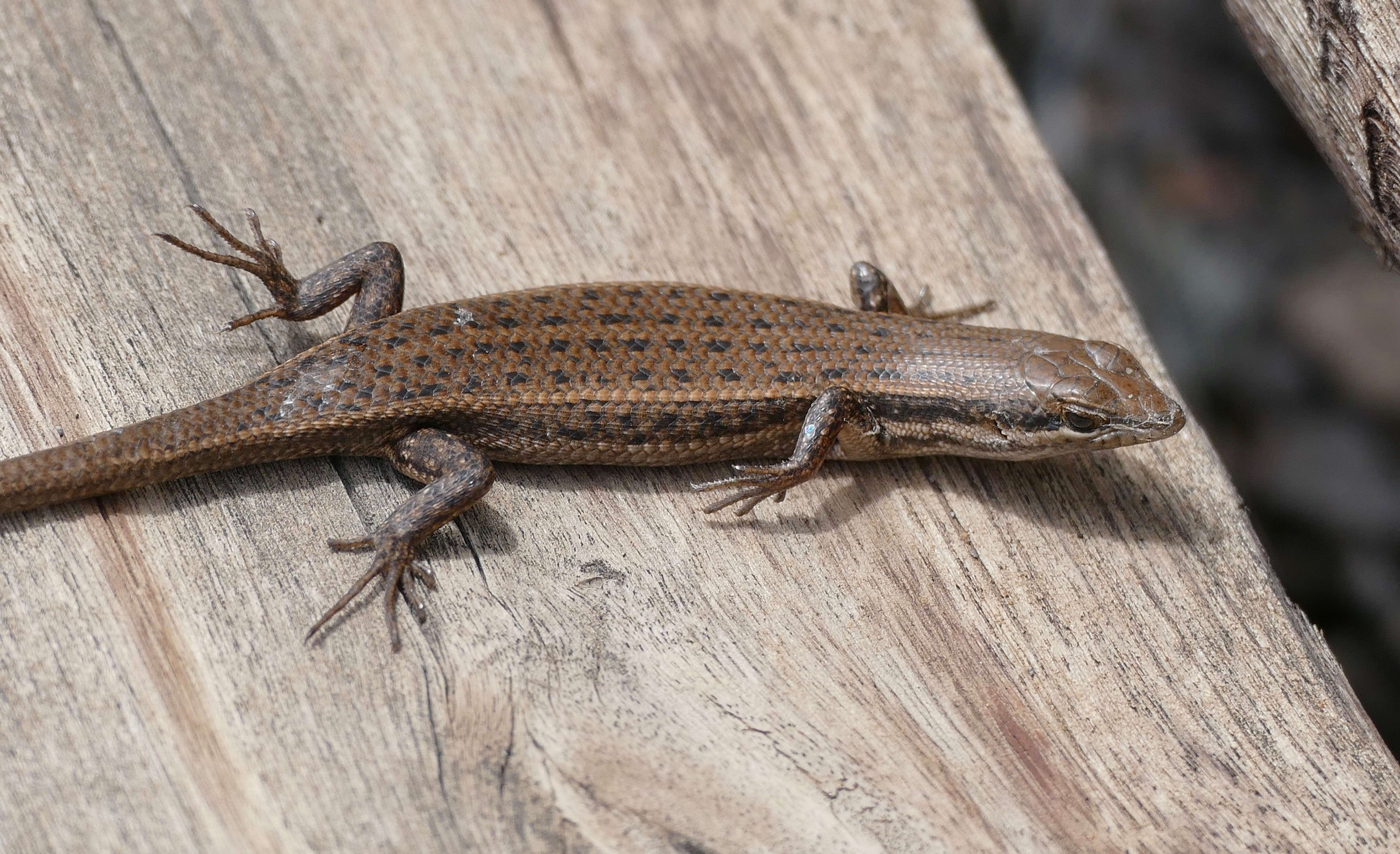 Sivun Trachylepis variegata (Peters 1870) kuva