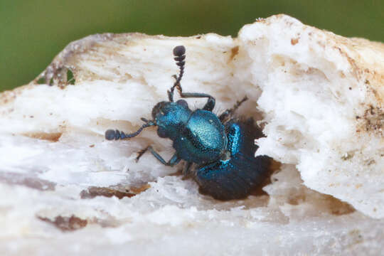 Image of Blacklegged Ham Beetle