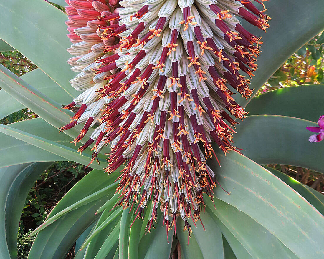 Image of Aloe speciosa Baker