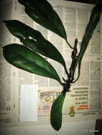 Image of Ficus cyathistipula Warb.