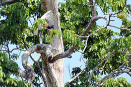 Image of Jabiru Hellmayr 1906