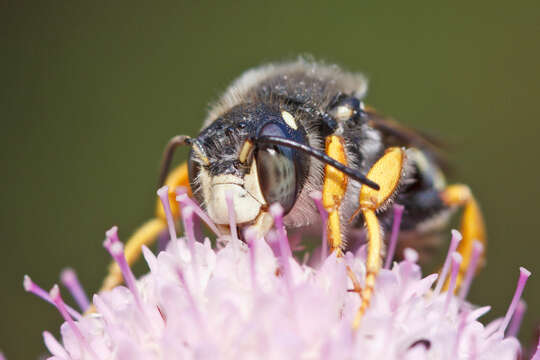 Image of Anthidium Fabricius 1804