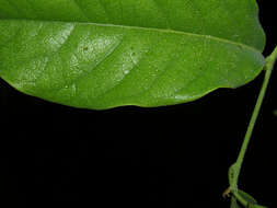 Image of Passiflora pittieri Mast.