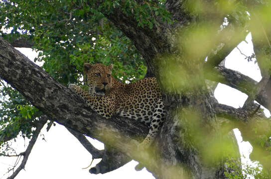 Image of Leopard