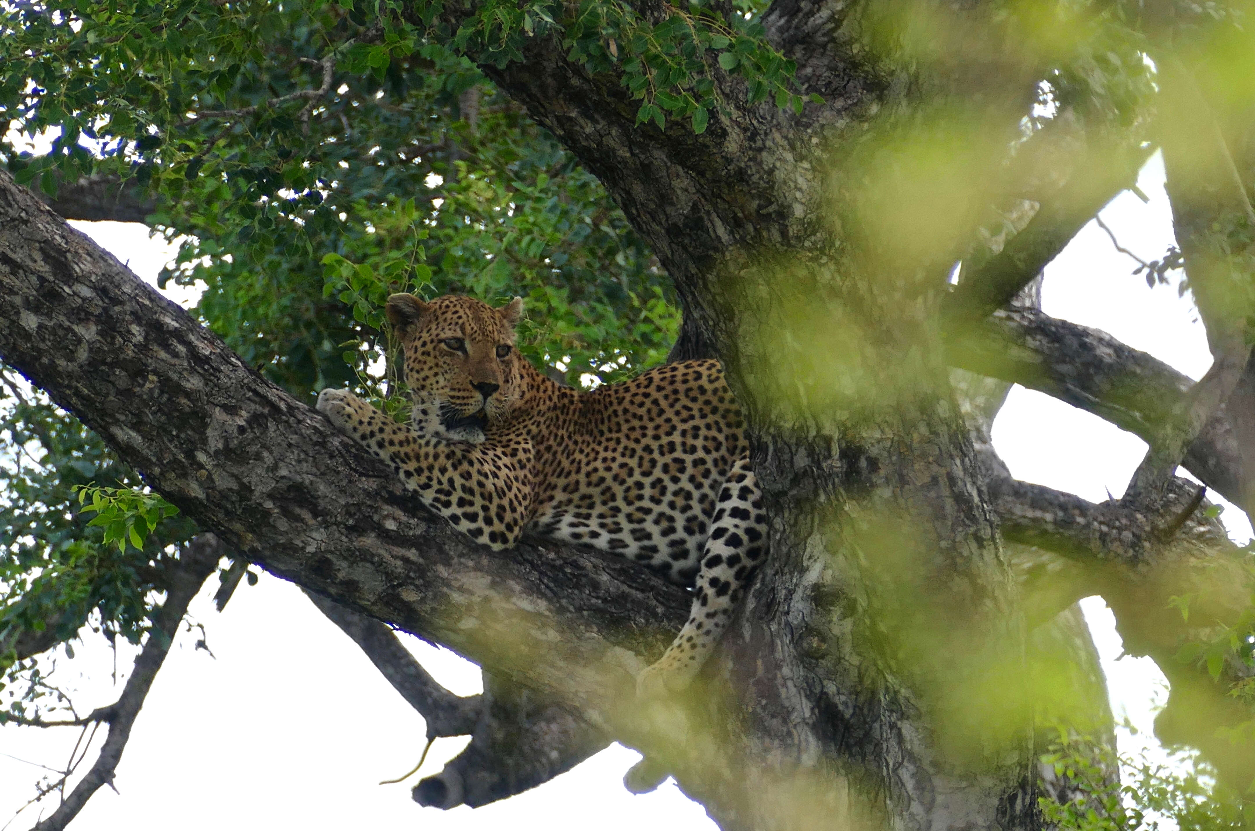 Image of Leopard